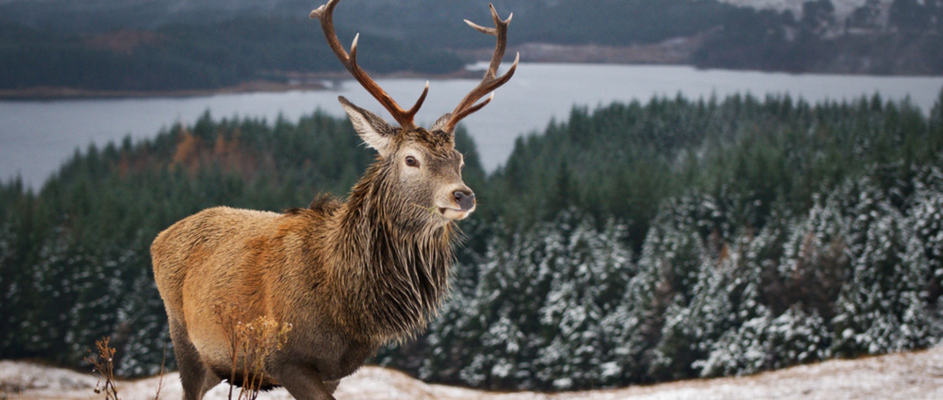 Chrsitmas Stag Red Deer Stag in the snow in front of Loch Lomond