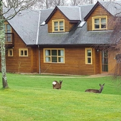 Deer in front of Culzean lodge
