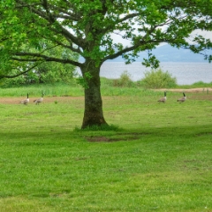 Wildlife on the grounds at Loch Lomond Waterfront