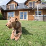 Loch Lomond Waterfront's dog Flynn lying on the grass in front of a lodge