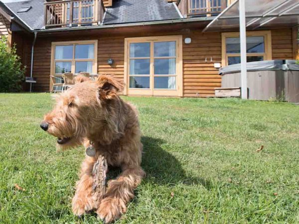 Loch Lomond Waterfront's dog Flynn lying on the grass in front of a lodge