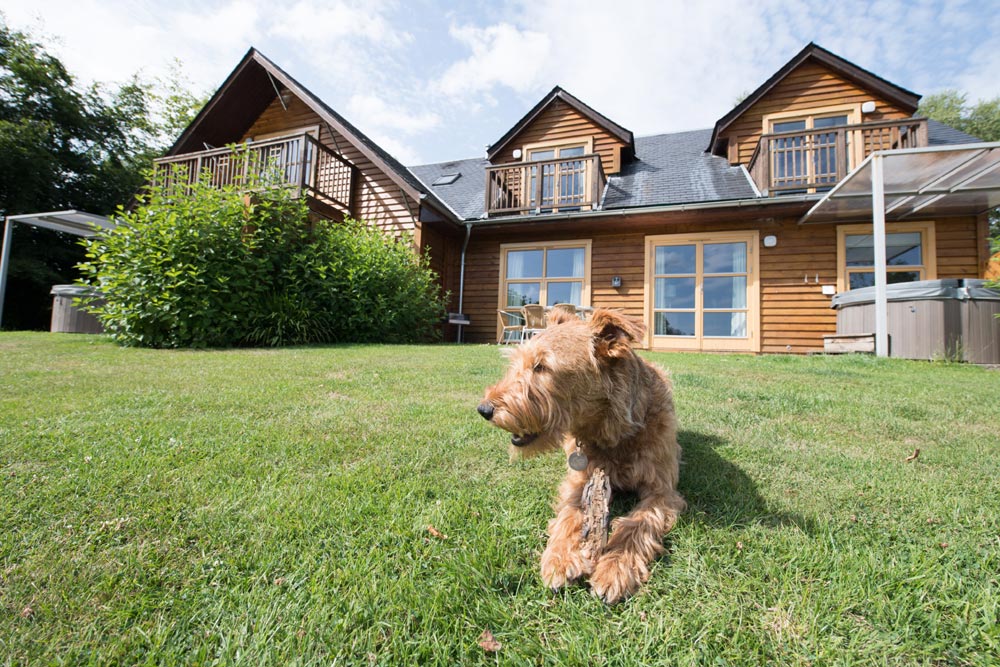 Dog sitting on grass outside lodge