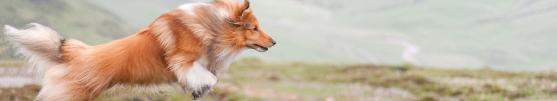 Dog leaping over a trench