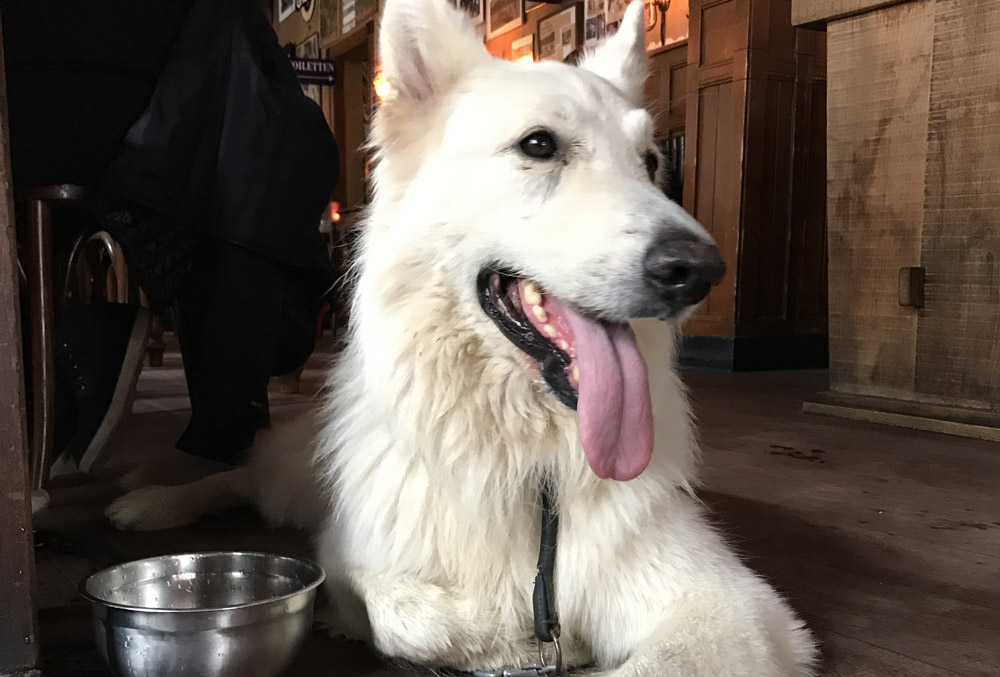 A white dog with water bowl in a pub