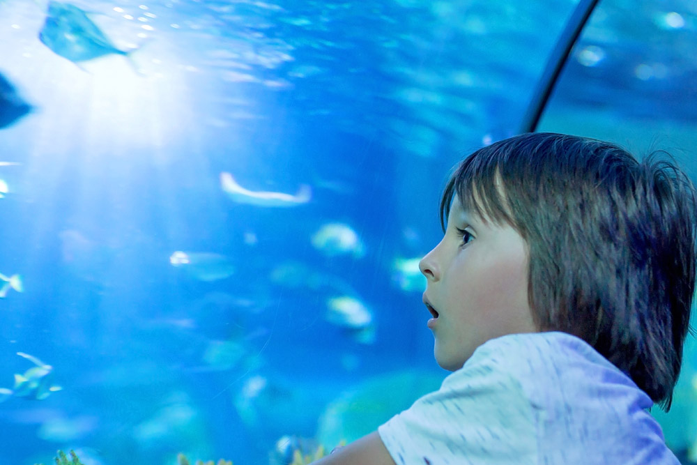 Boy looking at fish in an underwater tunnel aquarium