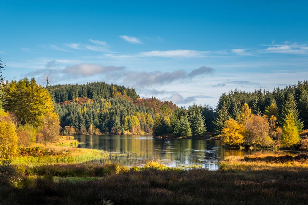 Autumn in the Queen Elizabeth Forest in the Trossachs National Park, near Aberfoyle