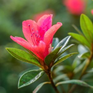 small Rhodedendron bush with pink flowers