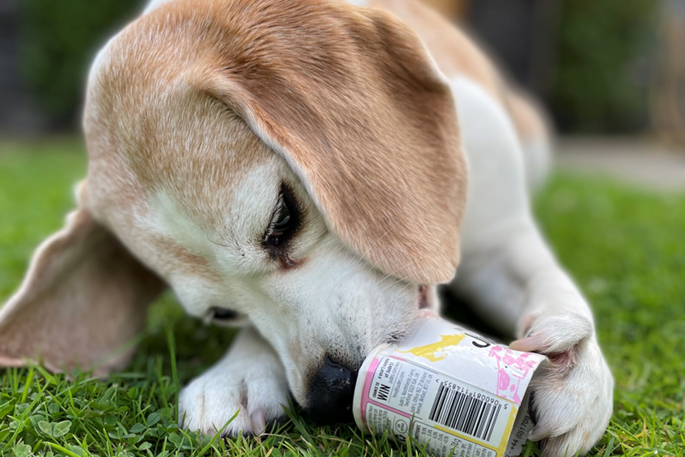 Dog eating special ice cream for dogs