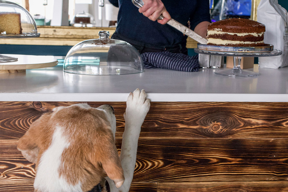 Dog-friendly café by Loch Lomond