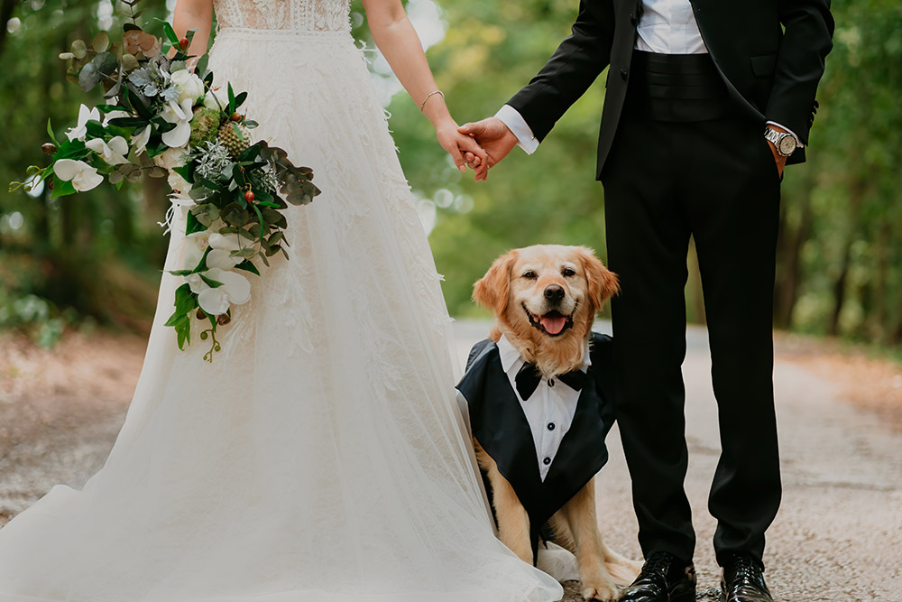 A dog in between a bride and groom and he is dressed in a tux.