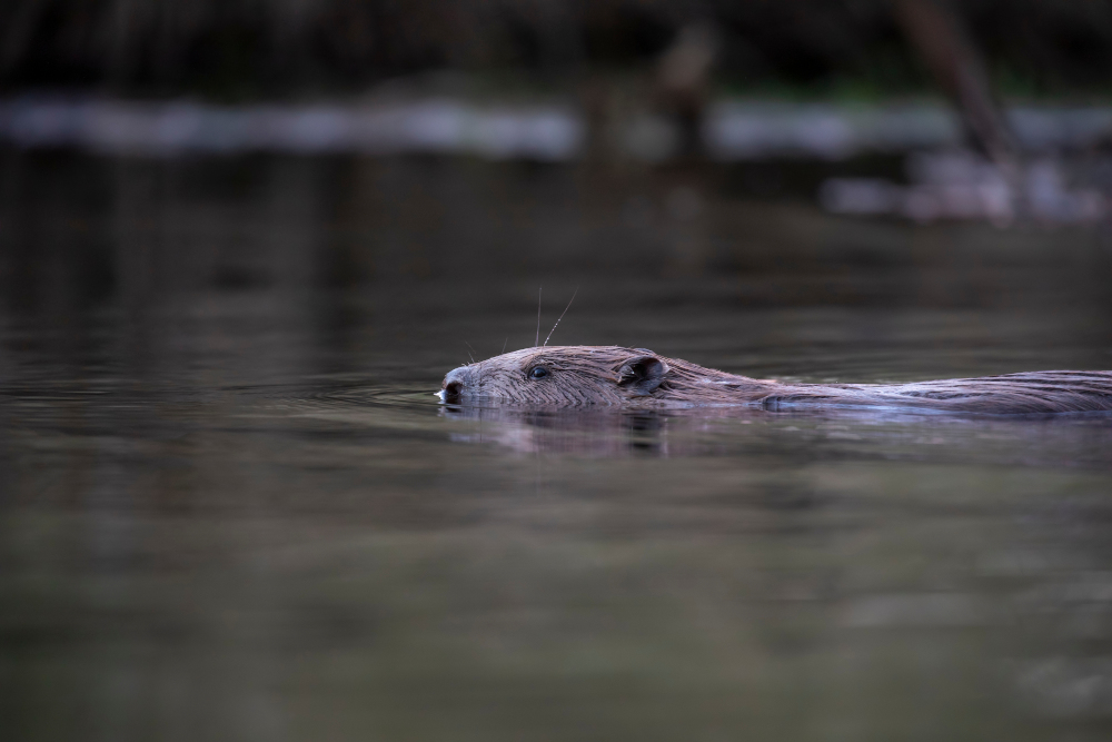 A beaver swimming in Scotland