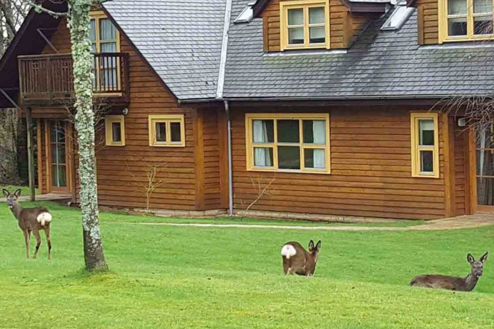 Deer outside a lodge at Loch Lomond Waterfront