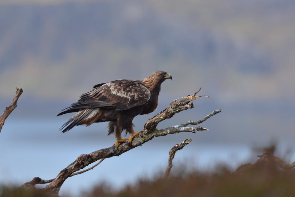 A golden eagle perched on a branch in Scotland