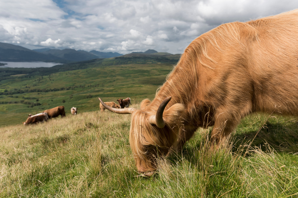 A herd of Highland cows on Conic Hill in Balmaha, Loch Lomond