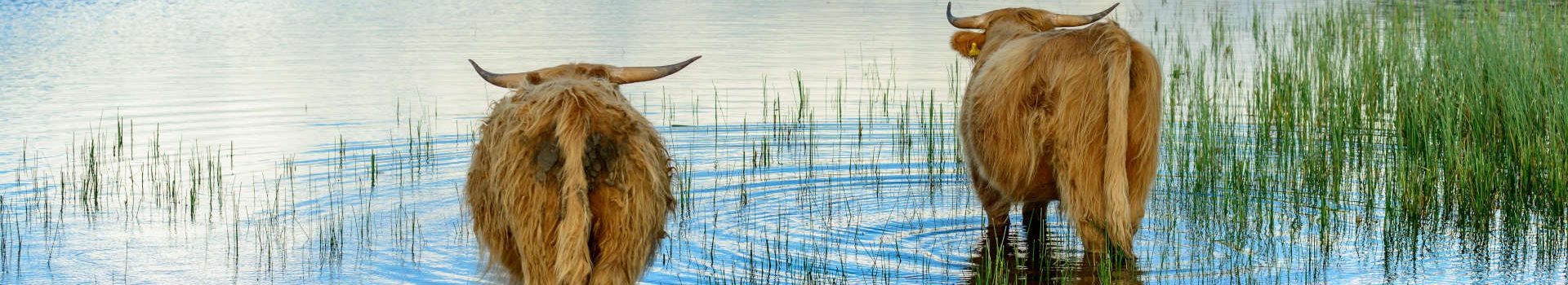 Two Highland cows in the waters of Loch Achray