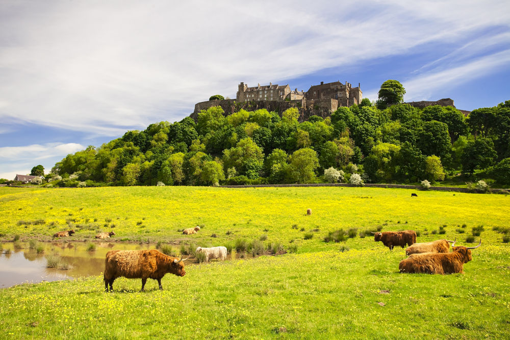 A herd of Highland cows  in field beneath Stirling Castle