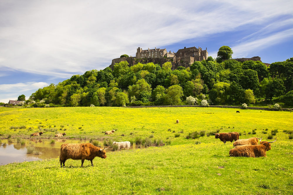 Map: Where To Find Highland Cows in Scotland – Wayfaring Kiwi