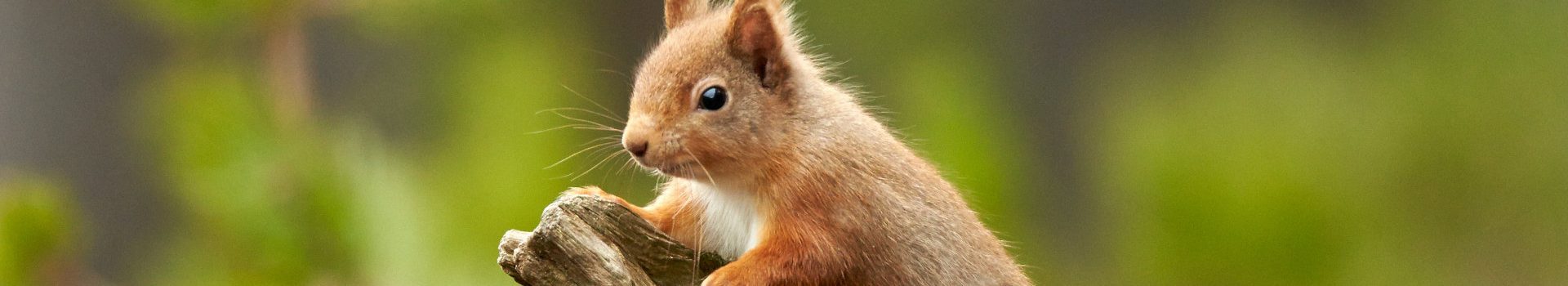 A red squirrel on a branch in the Scottish countryside