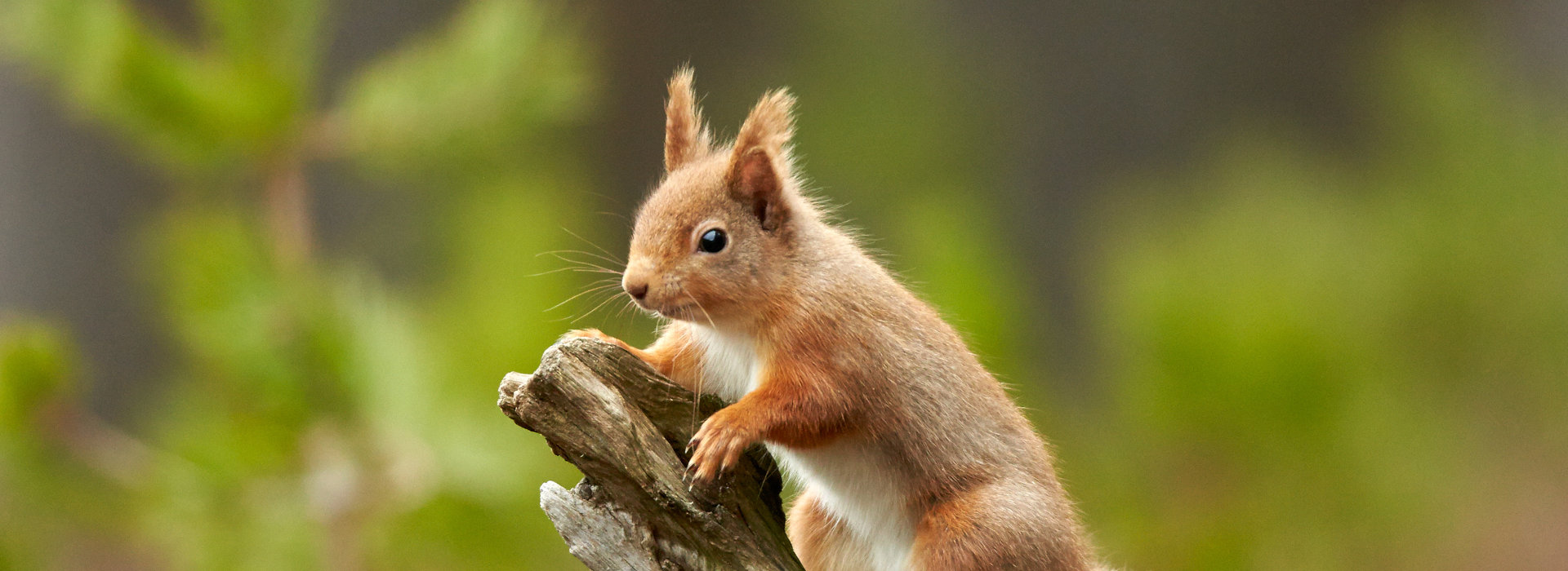Loch Lomond Wildlife and Nature | Loch Lomond Waterfront