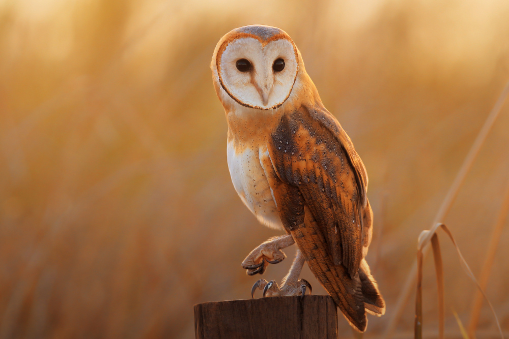 A barn owl perched on a tree stump
