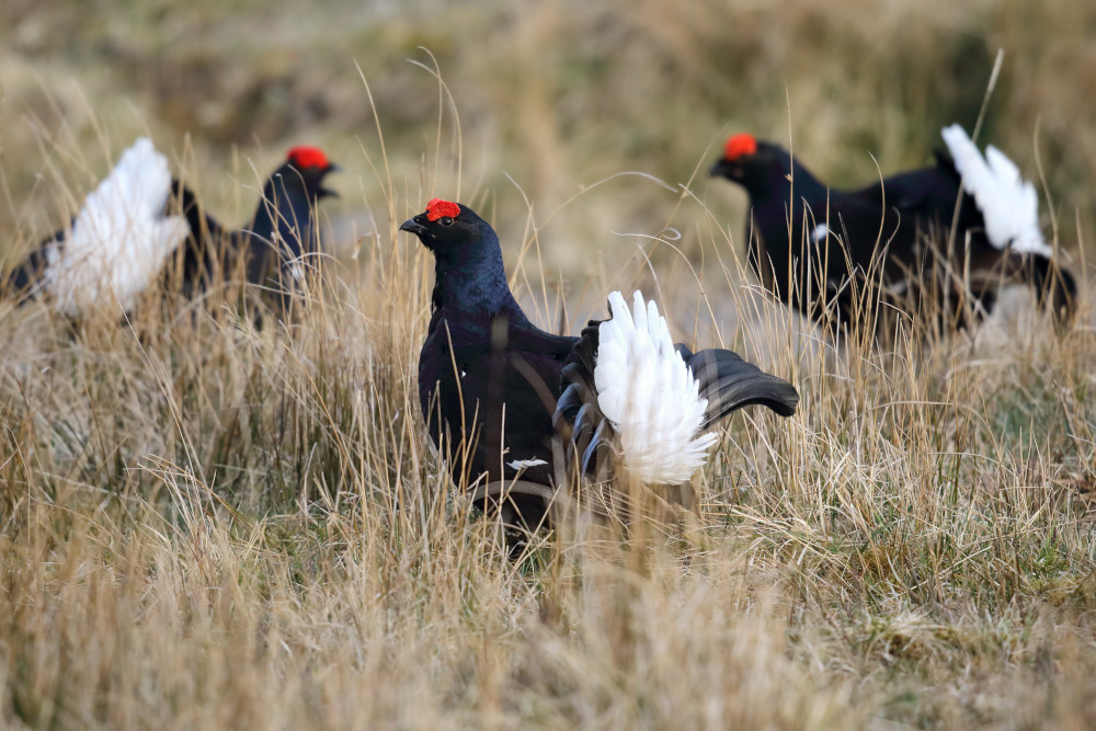 Black grouse displaying at the lek