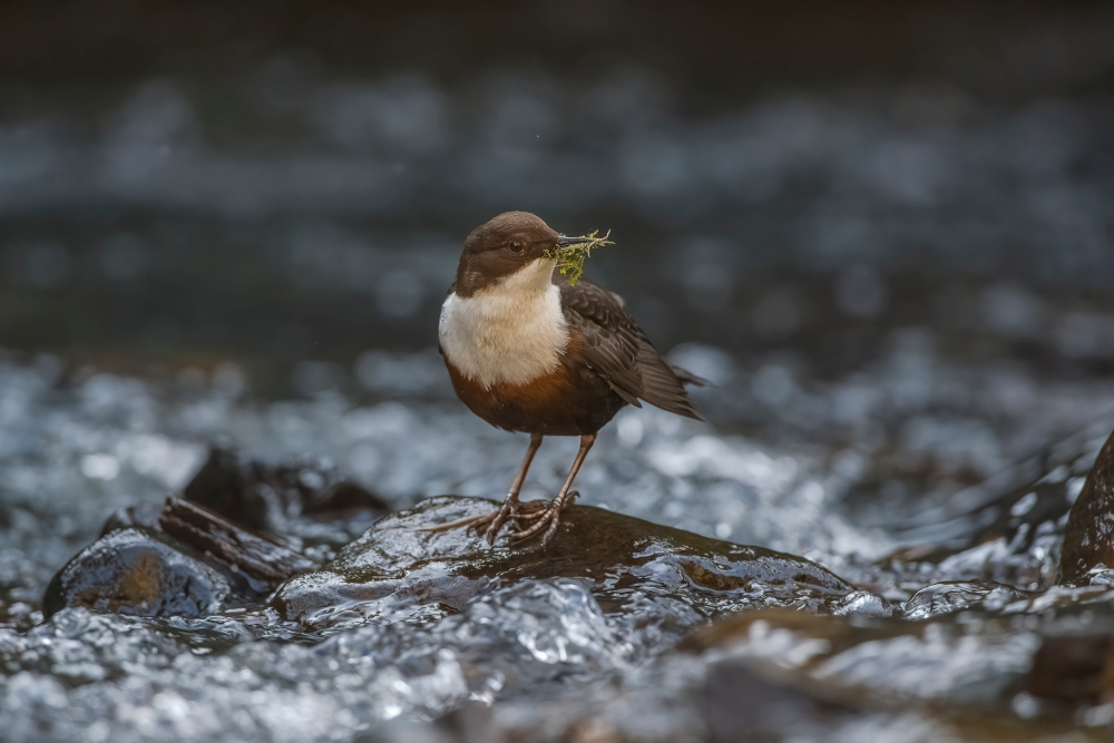 Dipper perched on a rock in a stream