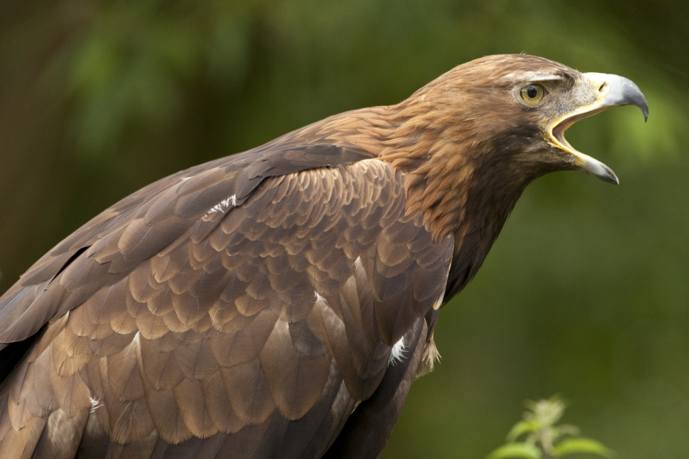 Golden eagle in Scotland with beak open