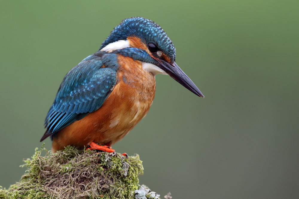 Blue and orange bird, the Common Kingfisher