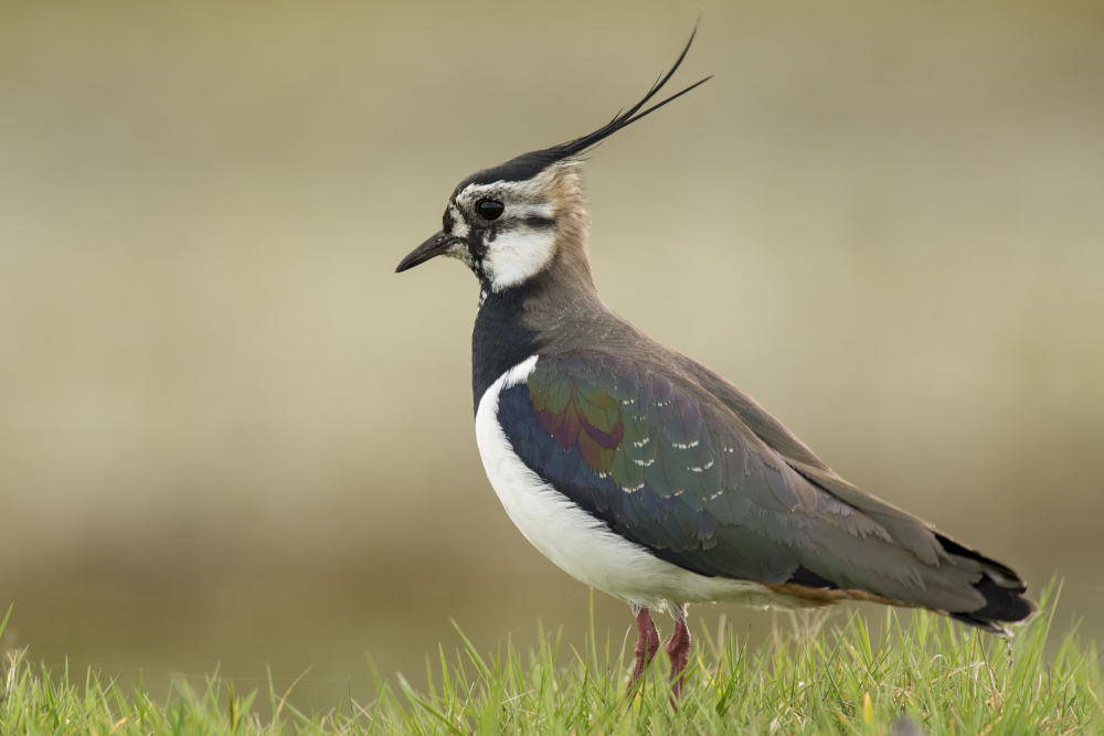 A northern lapwing in Scotland