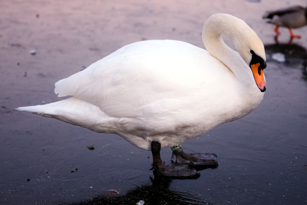 A mute swan in shallow waters