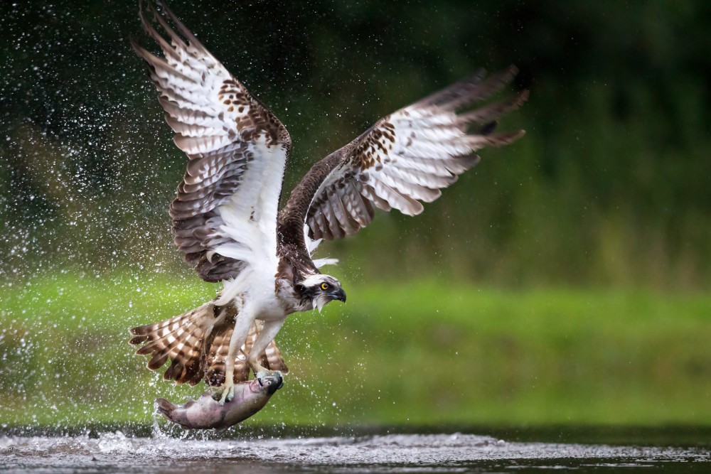 Osprey flying with a fish in its claws