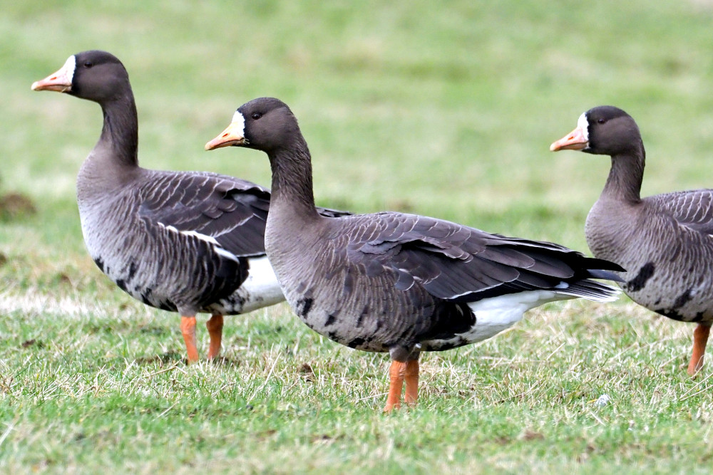 Three white-fronted geese in Scotland