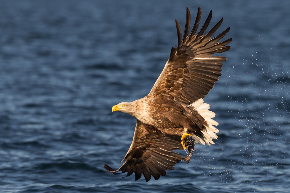 A sea eagle or white-tailed eagle flying over water