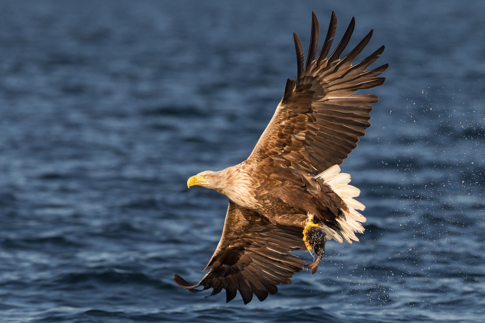 Loch Lomond Bird of Prey Centre - Loch Lomond