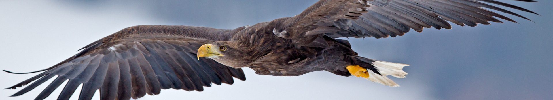 A sea eagle soaring through the sky