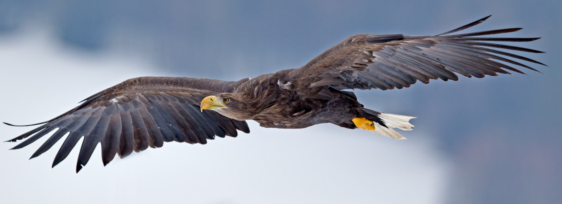 Loch Lomond Bird of Prey Centre - Loch Lomond