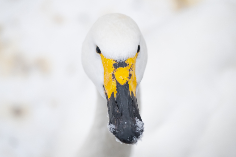 Close up of a whooper swan in the snow