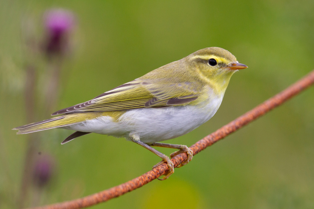 A yellow wood warbler perched on a branch