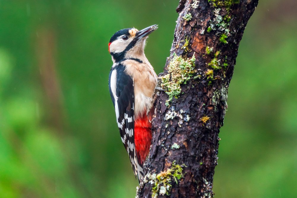 Great spotted woodpecker drumming at a branch