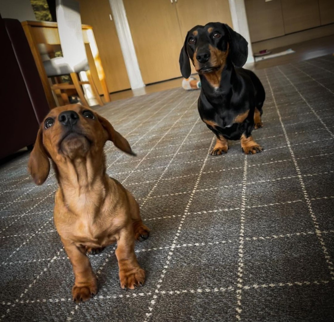 PetFriendly Lodges in Scotland Loch Lomond Waterfront