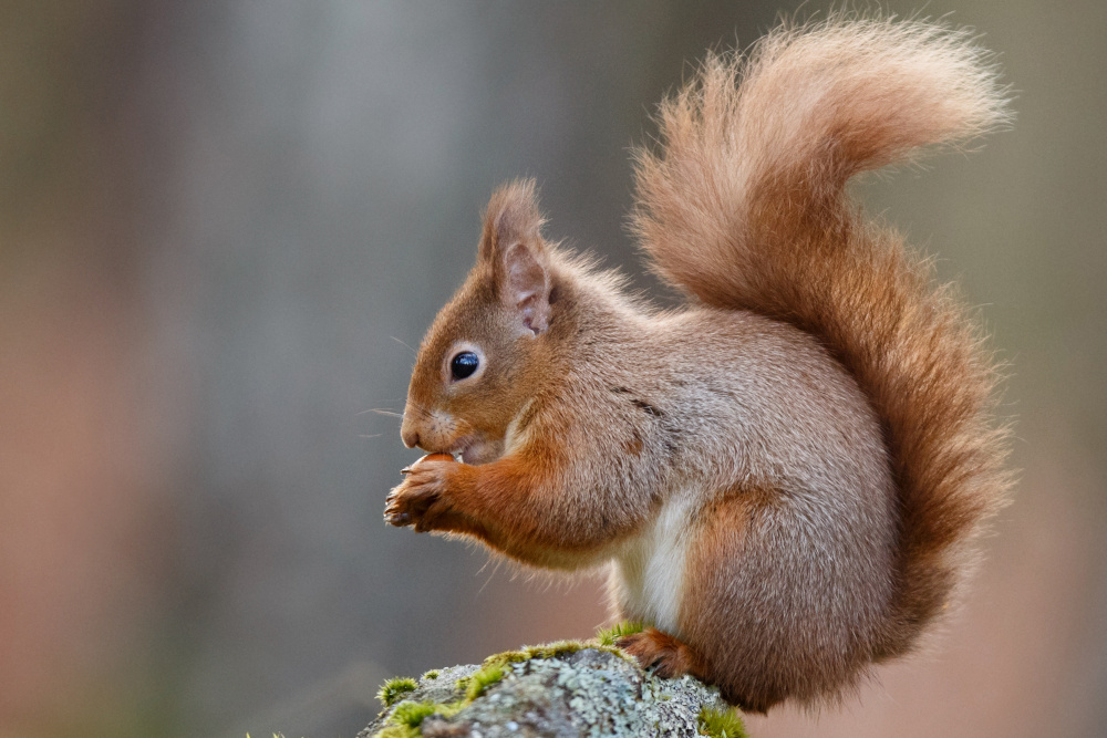 A red squirrel eating a nut