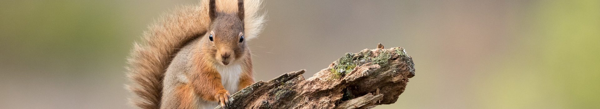 Red squirrel perched on a branch, Scotland