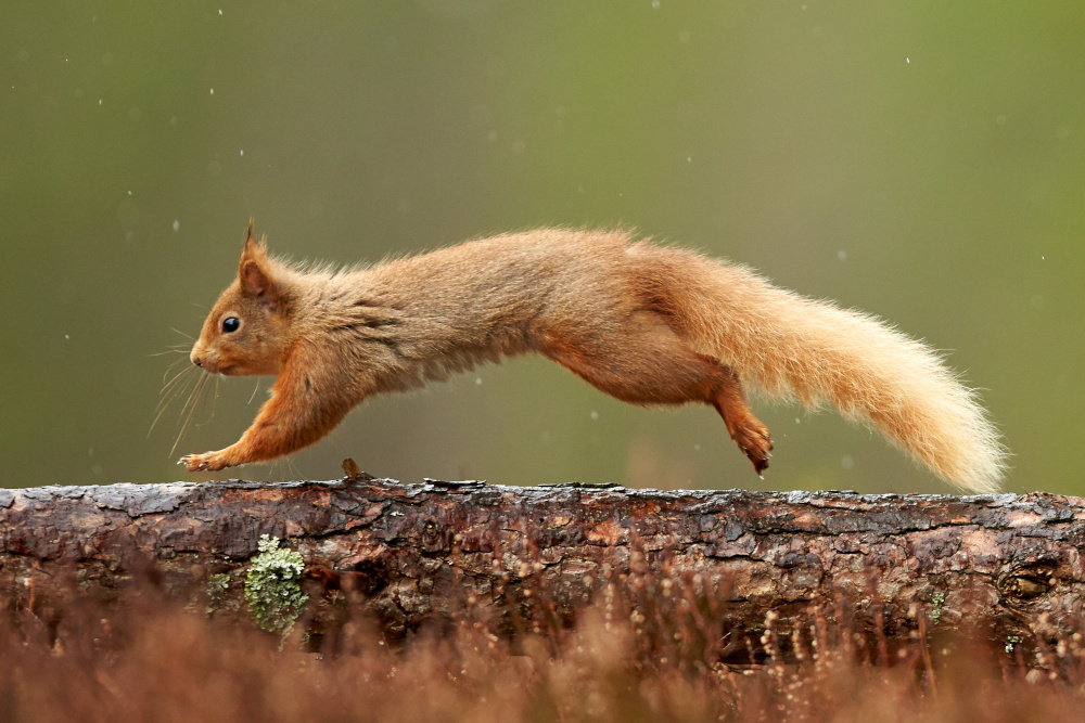 Red squirrel running across a long branch