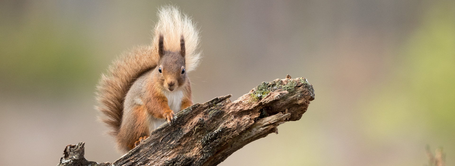 Red Squirrels around Loch Lomond Loch Lomond Waterfront