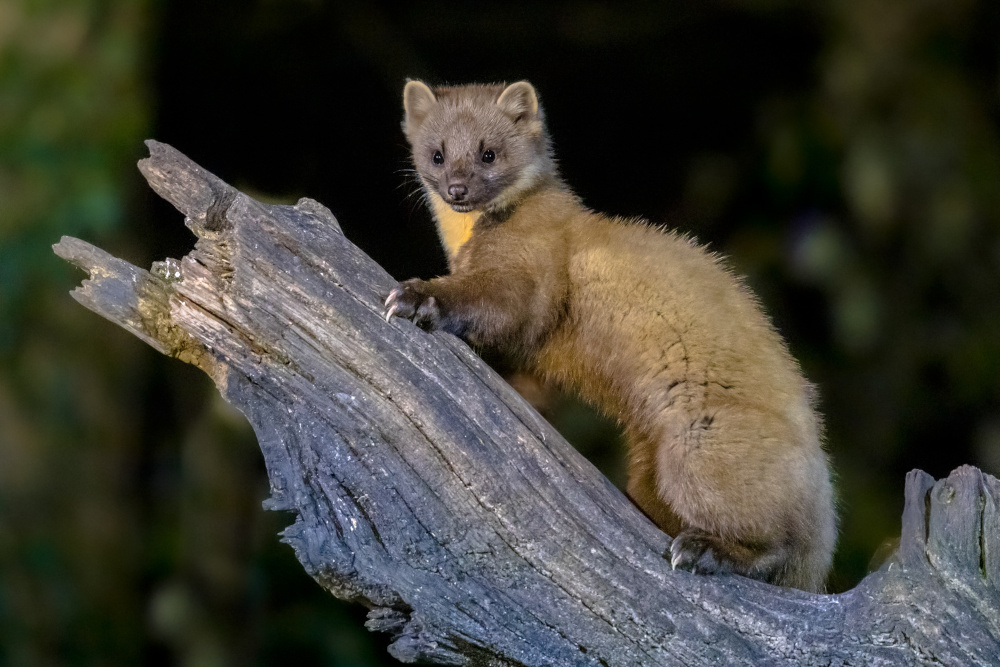 Pine marten on a branch