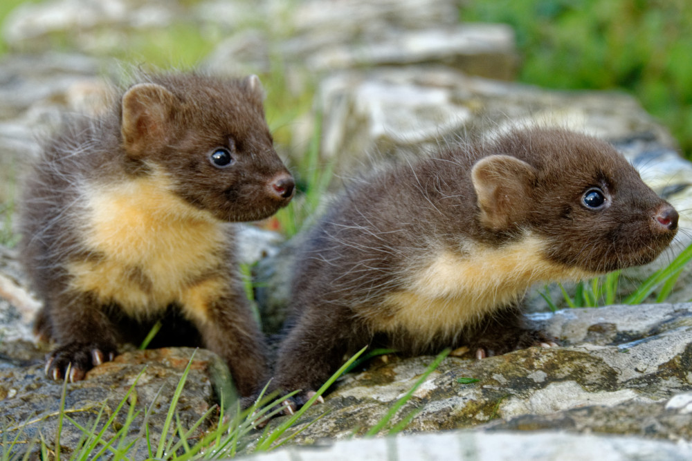 Two pine marten kits 