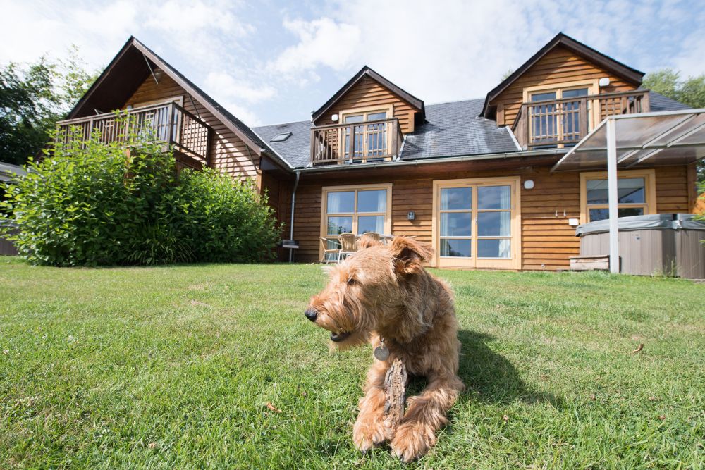 Dog lay on the grass out the front of loch lomond waterfront lodges.