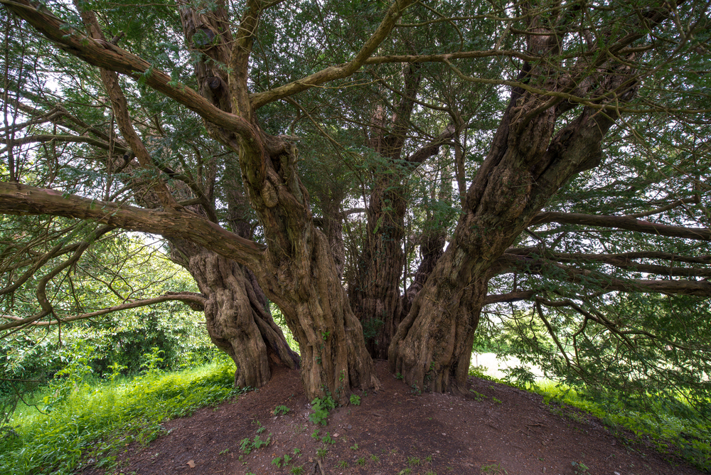 A weathered yew tree