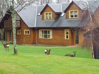 Deer in front of Culzean lodge Deer in front of Culzean lodge