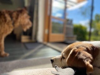 Dog-Friendly-Holidays-1 Dog-Friendly-Holidays-1